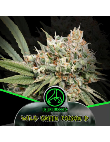 Wild Green Poison D Automatica 4 ud - Delirium Seeds