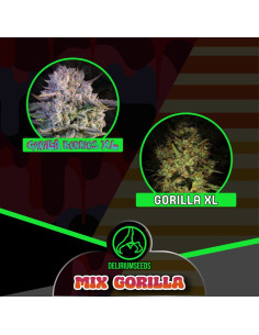 Mix Gorilla Feminizado - Delirium Seeds