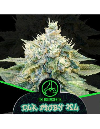 DLR Moby XL Fast Version 4 ud - Delirium Seeds