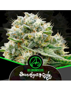 Bear Sugar Candy Fast Version 4 ud - Delirium Seeds