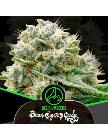 Bear Sugar Candy Fast Version 4 ud - Delirium Seeds