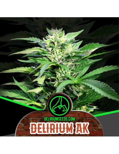 Delirium Ak Fast Version 4 ud - Delirium Seeds