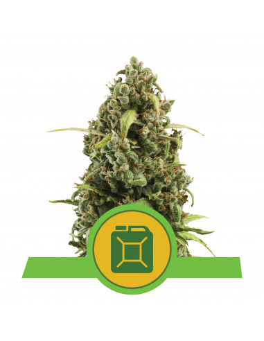 Diesel Auto - Royal Queen Seeds