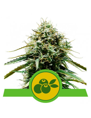 Haze Berry Auto - Royal Queen Seeds