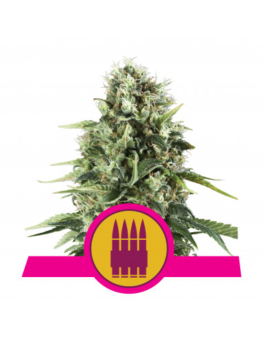 Royal AK Feminizada - Royal Queen Seeds