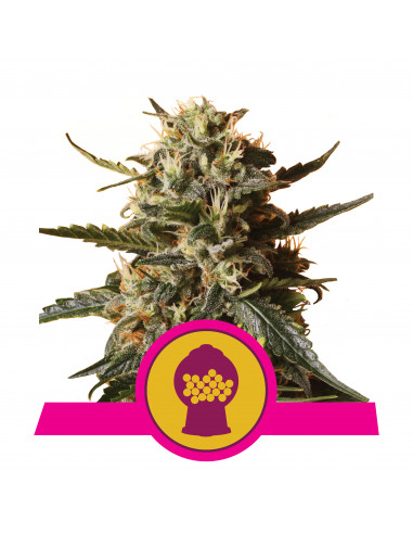 Bubblegum XL Feminizada - Royal Queen Seeds