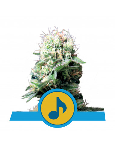 Dance World CBD Feminizada - Royal Queen Seeds
