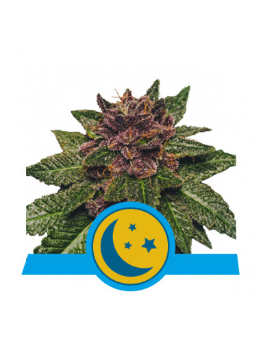 Purplematic CBD Auto - Royal Queen Seeds