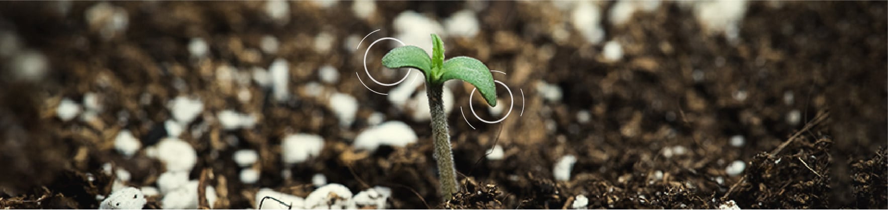 Brotes en crecimiento